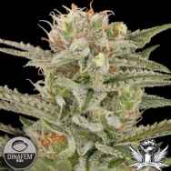 Dinafem Seeds Original Amnesia